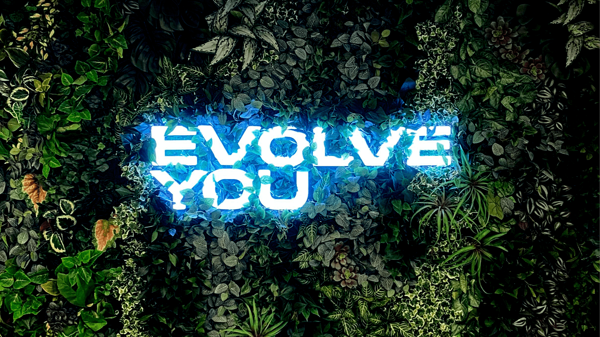 Example of work for EvolveYou