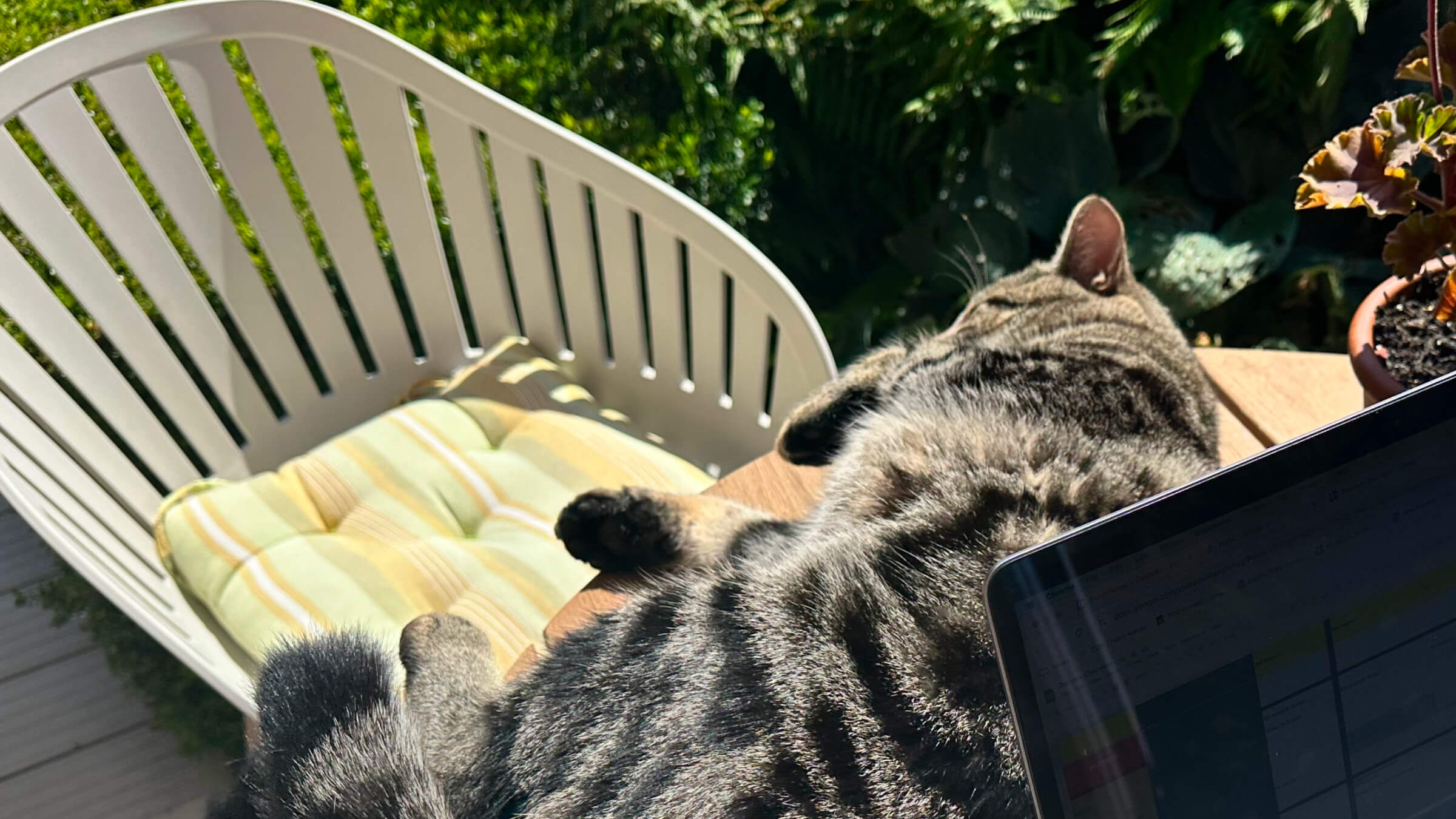 Cat lying on a table next to a laptop
